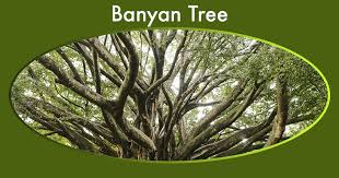 Banyan Tree Full Guide And 1 Thing