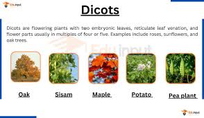 dicots definition exles leaf and