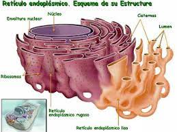 endoplasmico liso rel