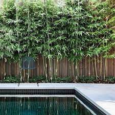 14 Exciting Bamboo Garden Ideas For