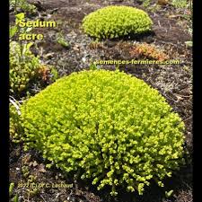 sedum acre stonecrop cuttings