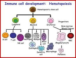 Cells And Tissues Of Immune System