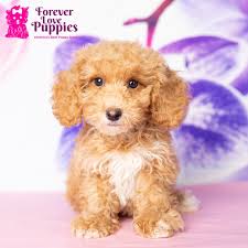 toy poodle puppy adopted in pembroke