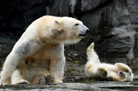 cuddly polar bear cub makes splash in