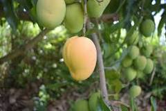 Image result for List Of Exotic Trees In Kenya