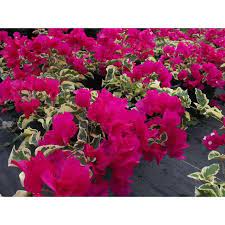 The tree is contained in a black plastic pot covered with moss. Bougainvillea 1 The Home Depot
