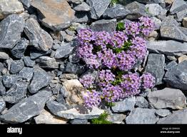 Thlaspi Stylosum Alpine High Resolution Stock Photography and ...