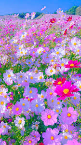 beautiful flowers garden hd phone