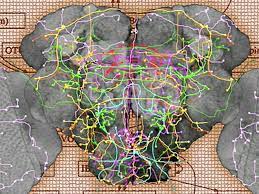 Mapping The Fly Brain Neuron By Neuron gambar png