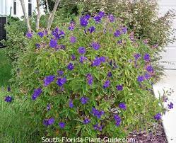 We did not find results for: Tibouchina