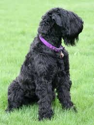 Black Russian Terrier Dog Breed Information And Pictures