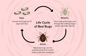 Bed Bugs Control Why Are There Bed