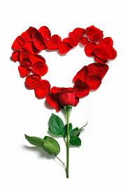 red rose heart shape decor, petals ...