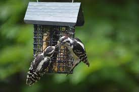 homemade suet recipes for feeding birds