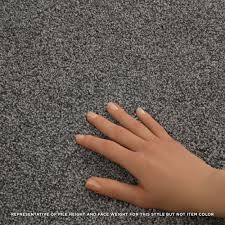dachshund textured carpet