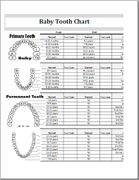 Baby Tooth Eruption Record And Information Excel Chart