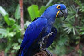 how much does a macaw cost 2023