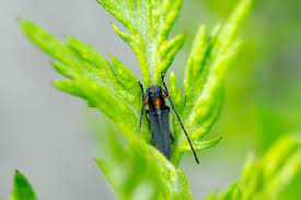 キクスイカミキリ | 虫の写真と生態なら昆虫写真図鑑「ムシミル」