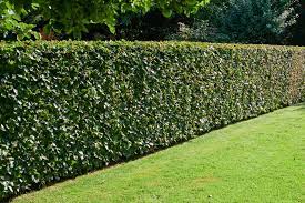 12 Fast Growing Hedges For The Garden