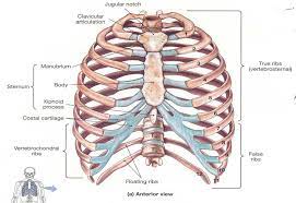 But for an anatomy study, it's not. Thoracic Rib Cage Anatomy In Detail Anterior View
