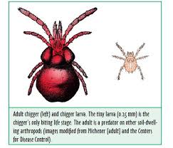 chiggers by wizzie brown urban