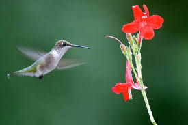 Be a hummingbird hero: 12 ways to make a positive difference