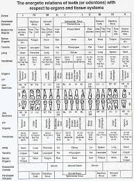 Tooth Chart As Related To Organs And Tissue Systems Of The
