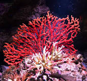 Het koraalrood: alles wat je moet weten over deze steen
