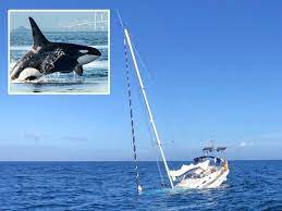 Orca Rip Huge Hole in Boat and Swim Away With Rudder in Terrifying Attack