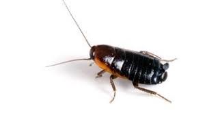 However, a water bug has been known to use that proboscis to bite a person. How To Identify Cockroaches Types Of Roaches Ortho