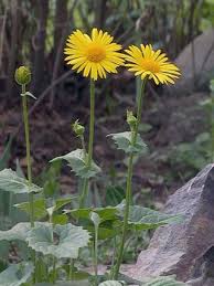 Leopard's Bane, Doronicum orientale - Flowers - NatureGate