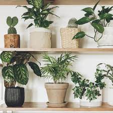 Low Light Indoor Plants That Thrive In