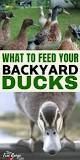 what-do-backyard-ducks-eat