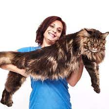 7 world record holding cats