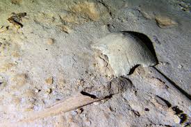 prehistoric human skeleton found in