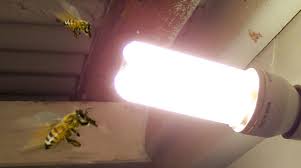 are bees attracted to light bee best