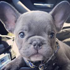 Pitbull & french bulldog = french pitbulldog. Baby Frenchie Cuccioli Carini Cuccioli Cani