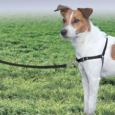 Petsafe Easy Walk Harness 1 8m Lead For Extra Small Dogs No Pull Collar Black