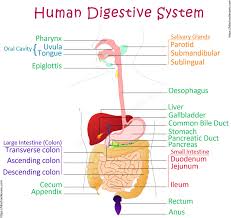 Human Digestive System Diagram Sciencelessons On