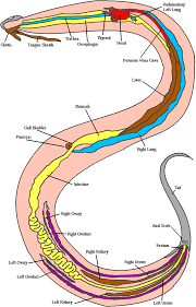 Pharynx And Larynx Poster 66x51cm Anatomical Chart New