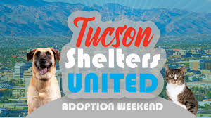 The adoption process in arizona. Tucson Animal Shelters Unite For A Mega Adoption Event This Weekend Az Weekend