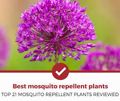 Beyond its mosquito fighting effects, it is gorgeous and smells great too. Top 21 Best Mosquito Repellent Plants For Your Garden Pest Strategies
