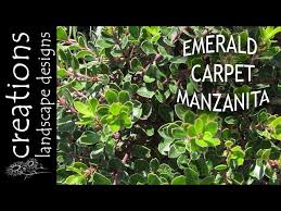 arctostaphylos emerald carpet 13