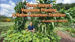 three sisters veggie planting a native