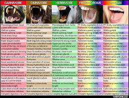 Humans Are Not Herbivores Vegan Biologist