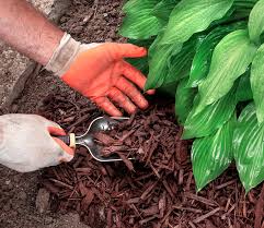 making soil more acidic organically