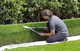 Beginners Guide To Hedge Cutting