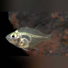 glass fish fish freshwater fish