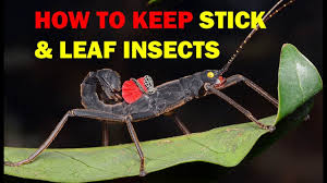 how to keep stick and leaf insects