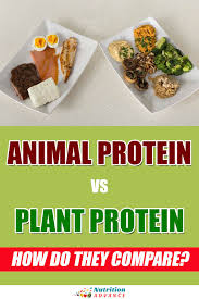 Animal Proteins Vs Plant Proteins How Do They Compare